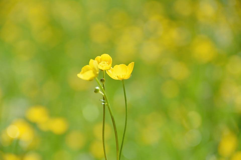 11149551_942455259139386_8657516723500522198_n