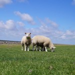 Wort zur Woche vom 13.04.2015 – Der gute Hirte